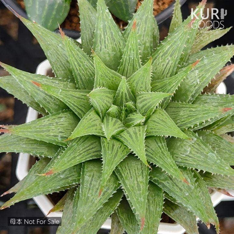 多肉仙人交易所