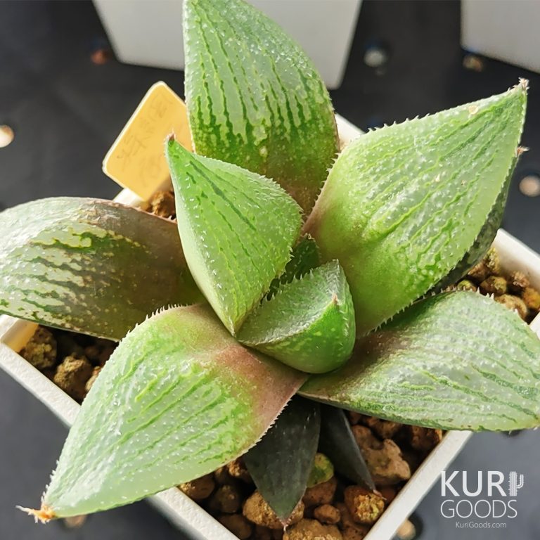 多肉仙人交易所