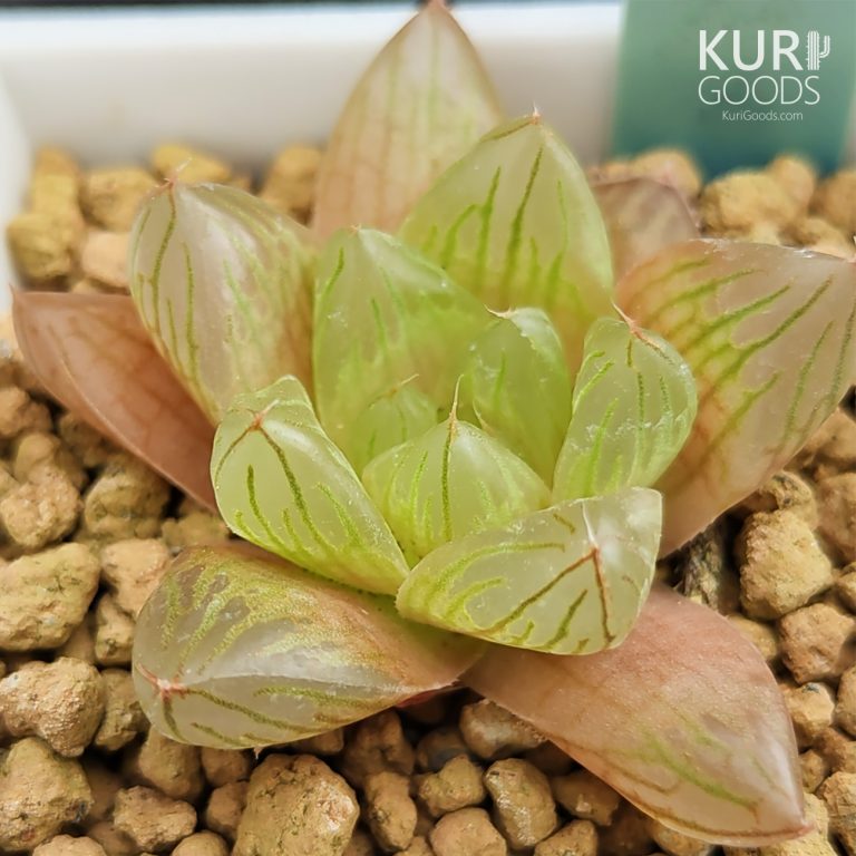 多肉仙人交易所