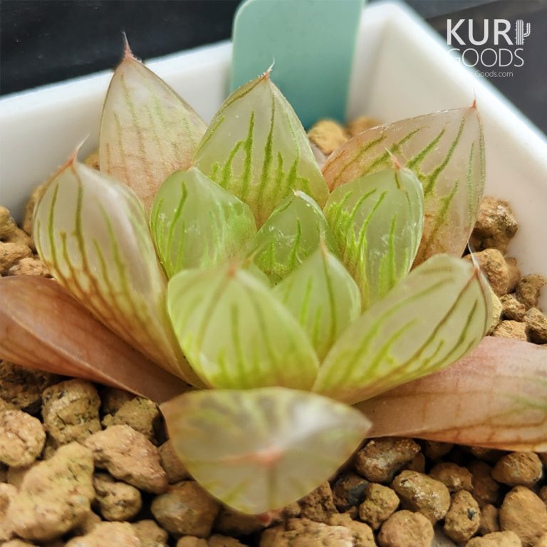 多肉仙人交易所