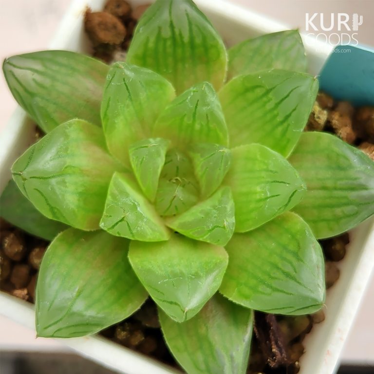 多肉仙人交易所