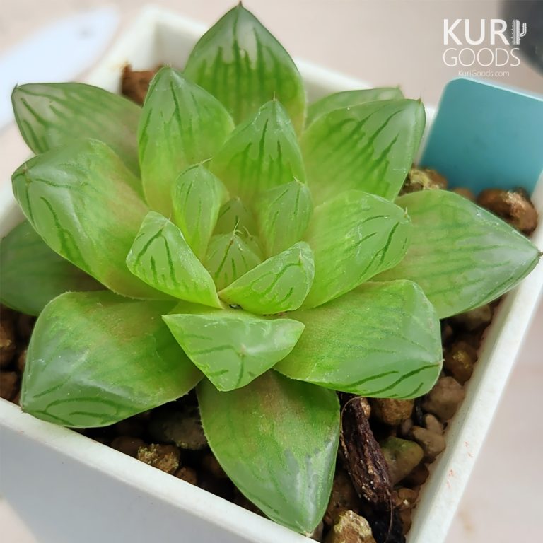 多肉仙人交易所