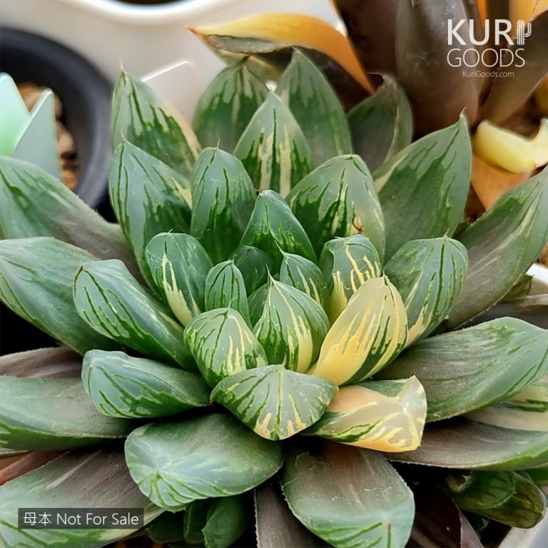 多肉仙人交易所