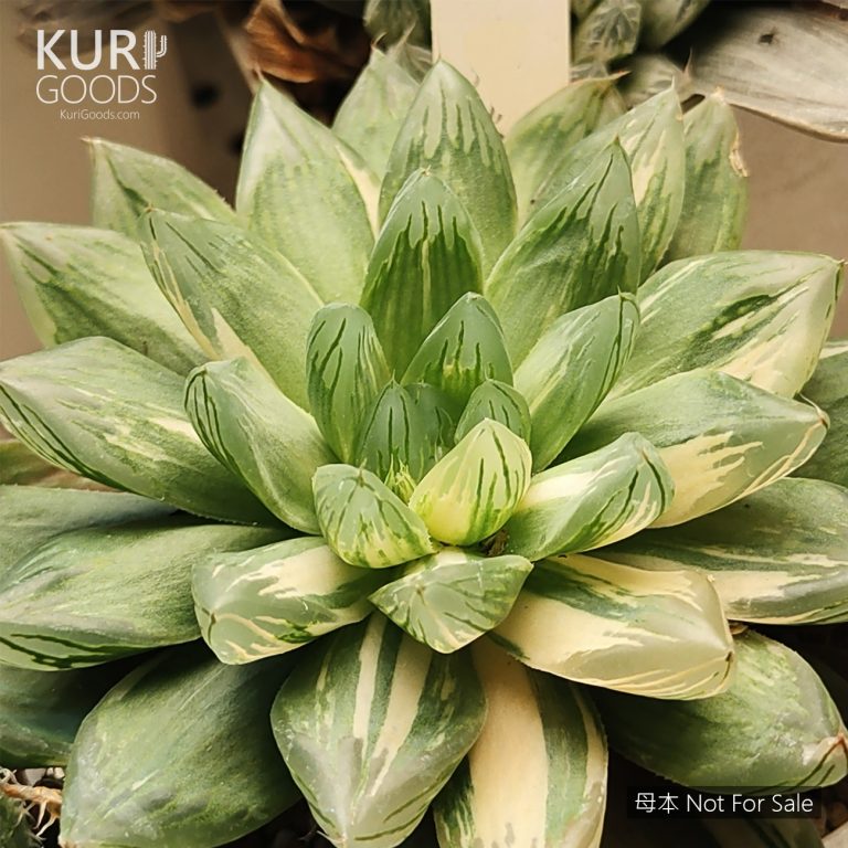 多肉仙人交易所