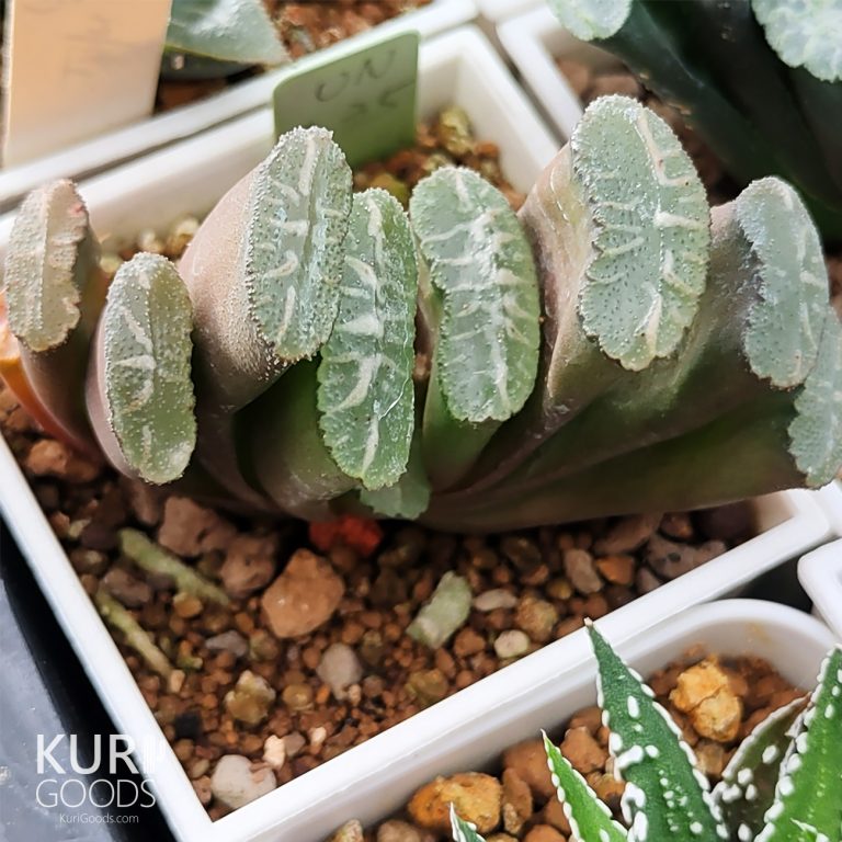 多肉仙人交易所