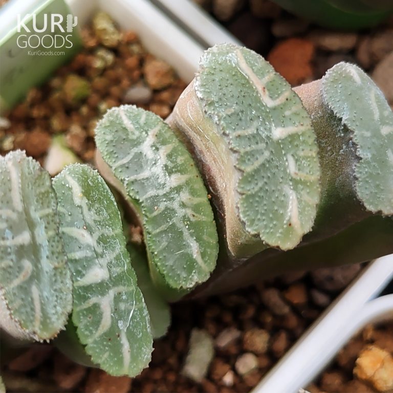 多肉仙人交易所