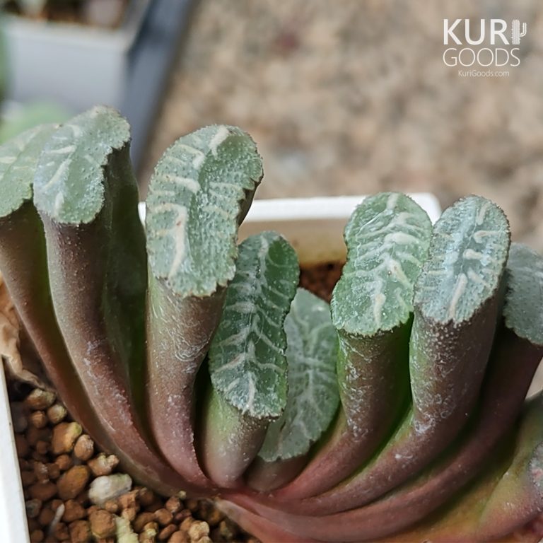 多肉仙人交易所