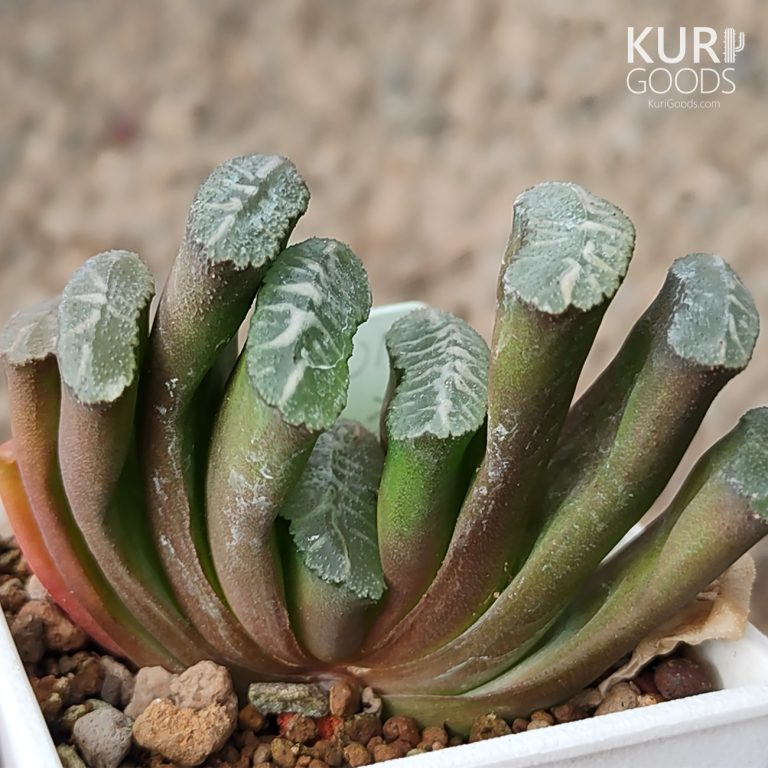 多肉仙人交易所