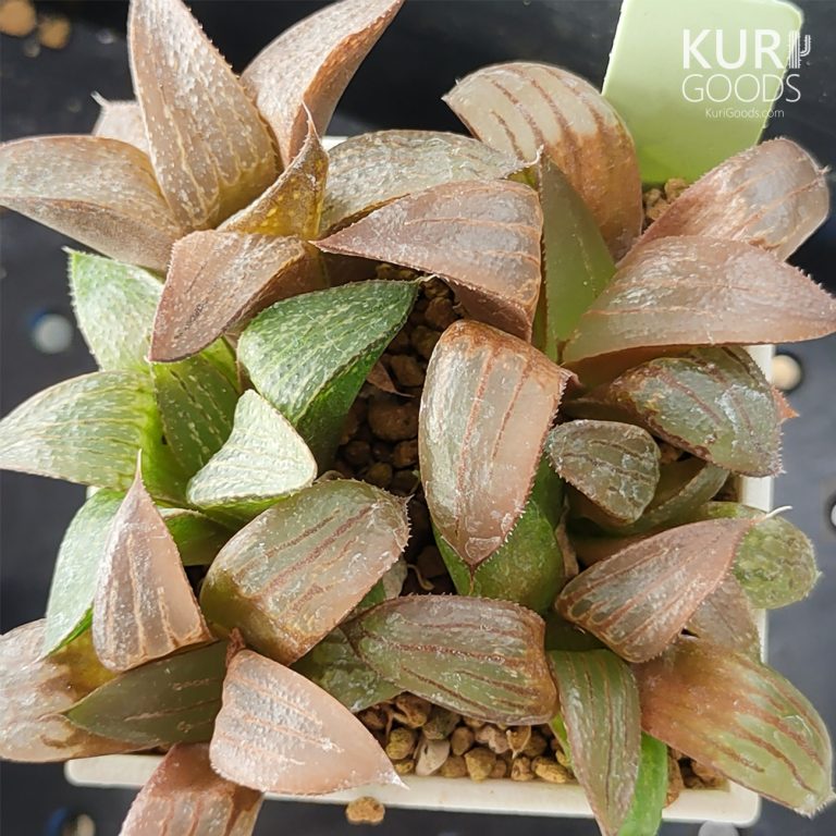 多肉仙人交易所