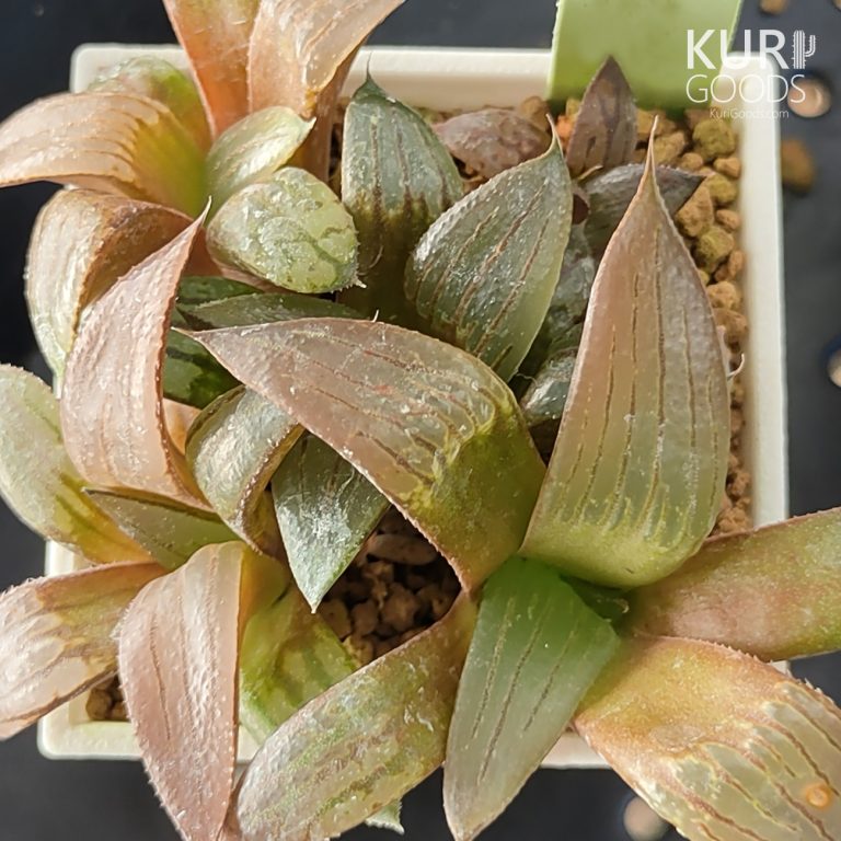 多肉仙人交易所