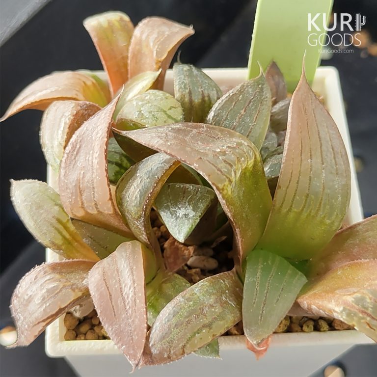 多肉仙人交易所