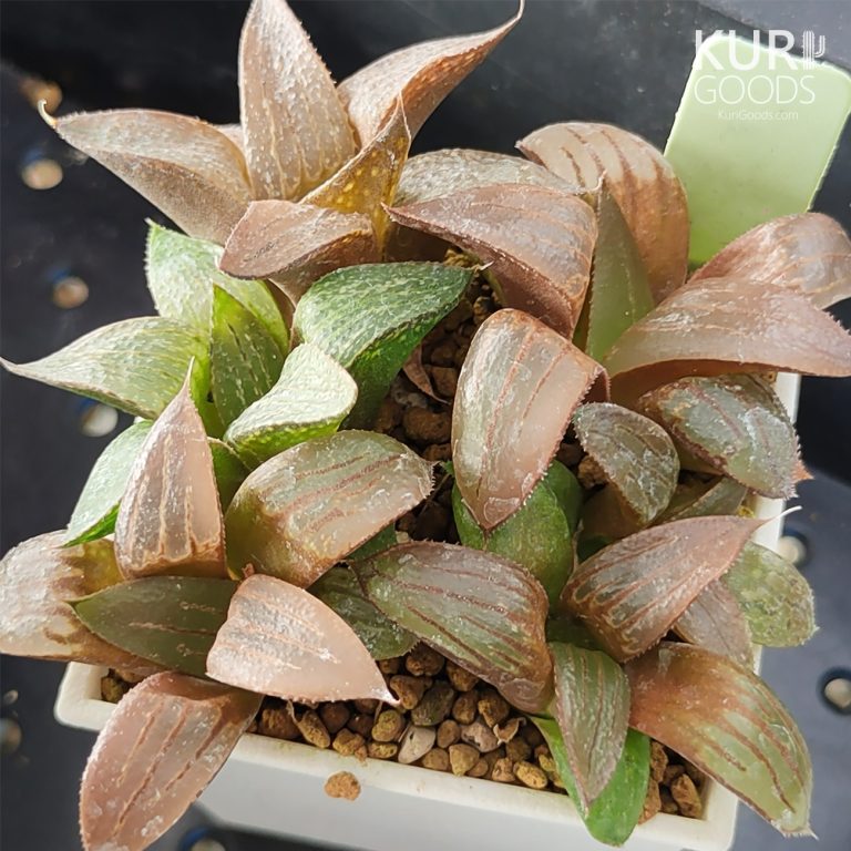 多肉仙人交易所