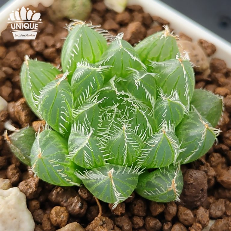 多肉仙人交易所