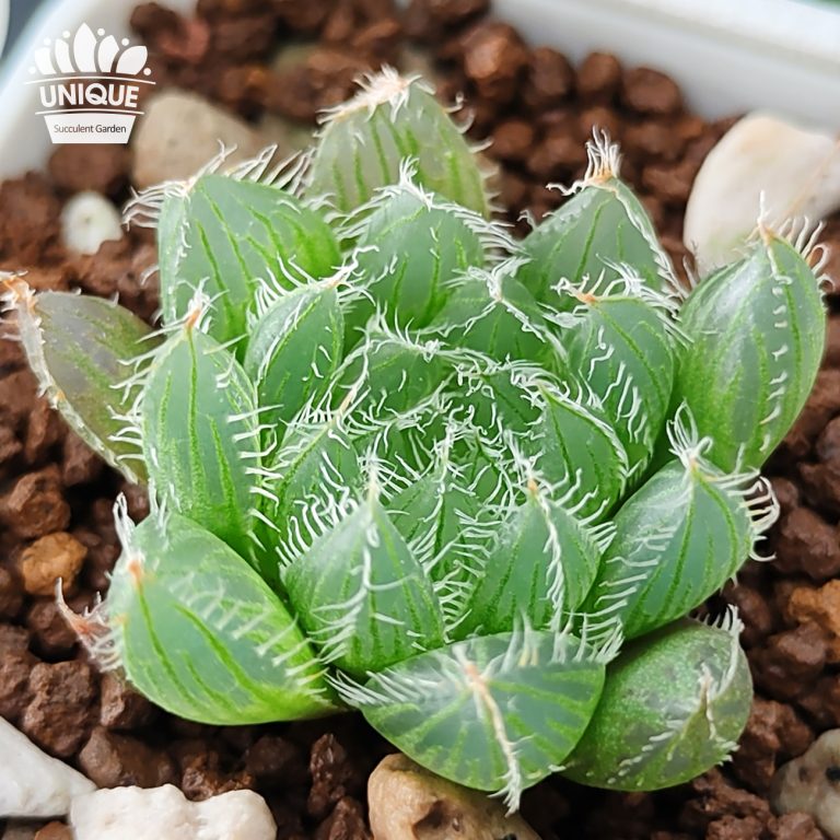 多肉仙人交易所