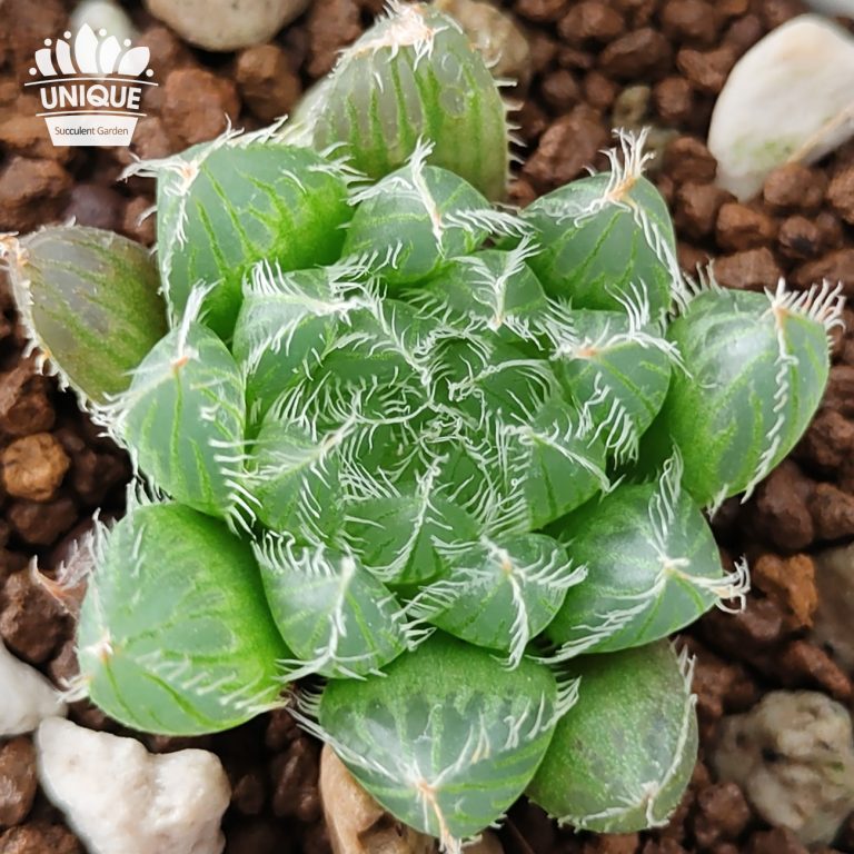 多肉仙人交易所