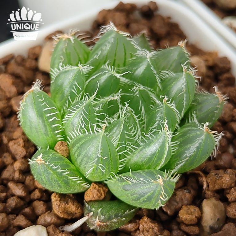 多肉仙人交易所