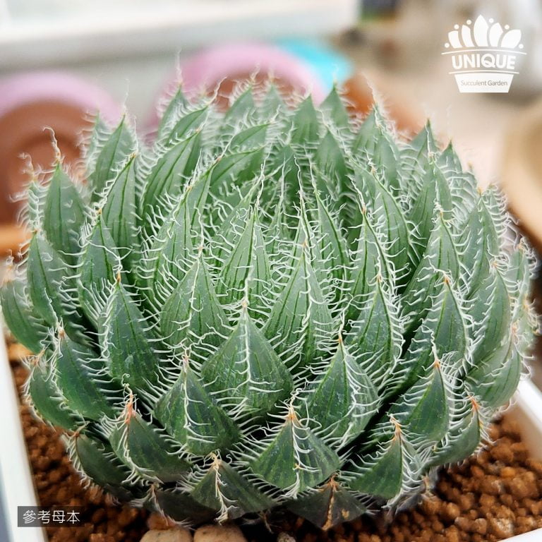 多肉仙人交易所