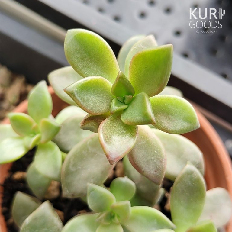 多肉仙人交易所