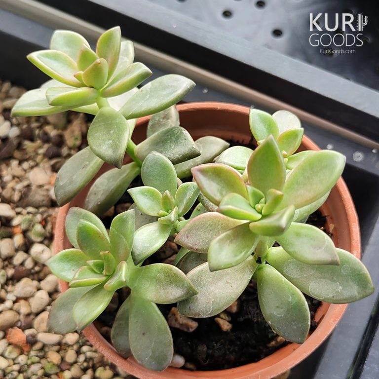 多肉仙人交易所