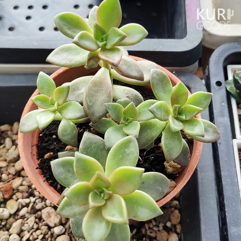 多肉仙人交易所