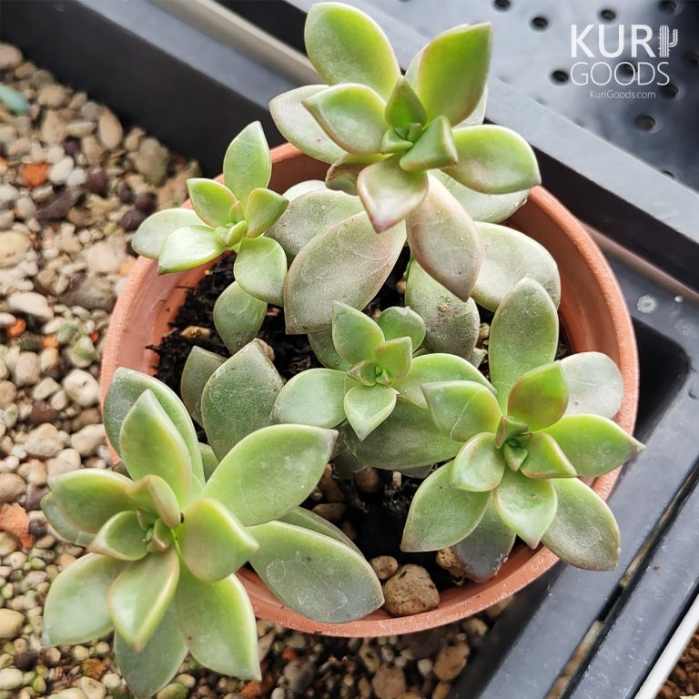 多肉仙人交易所