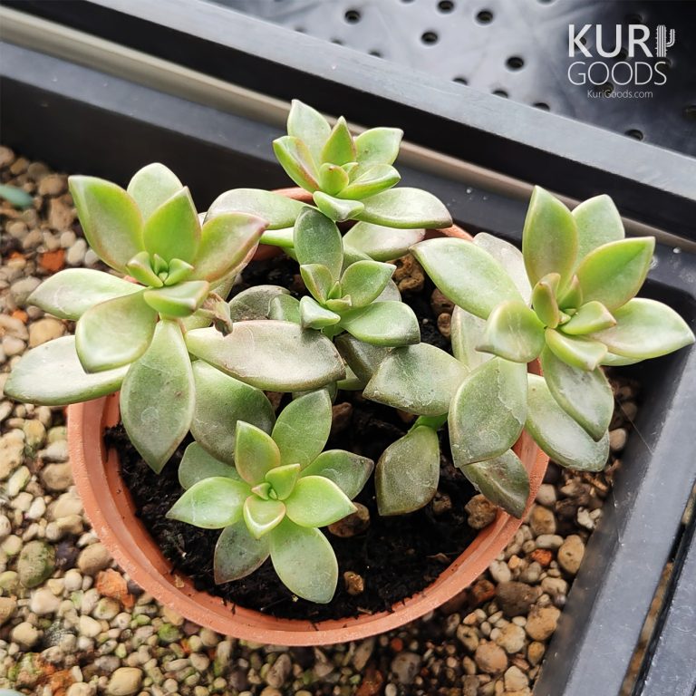 多肉仙人交易所