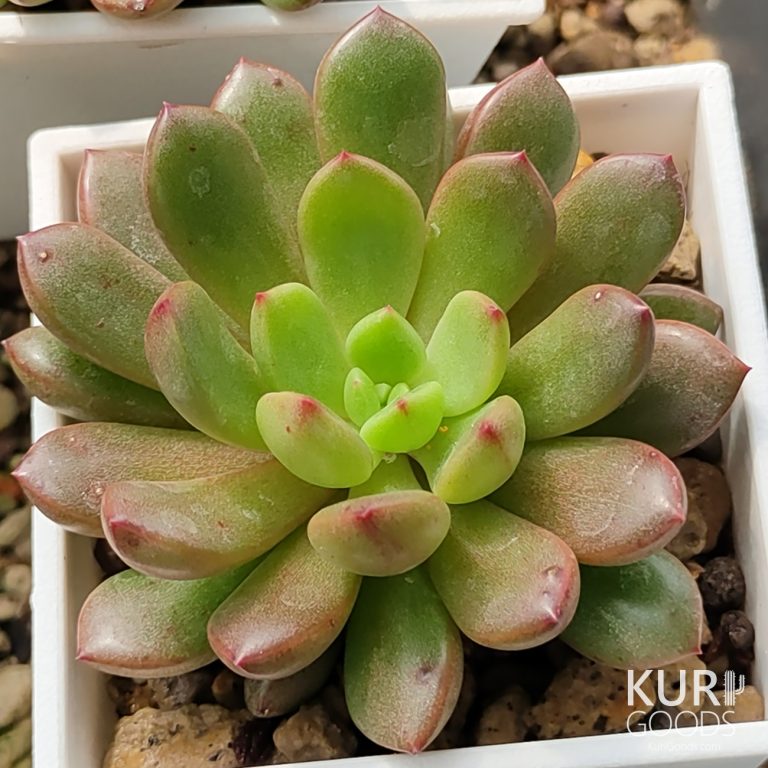 多肉仙人交易所