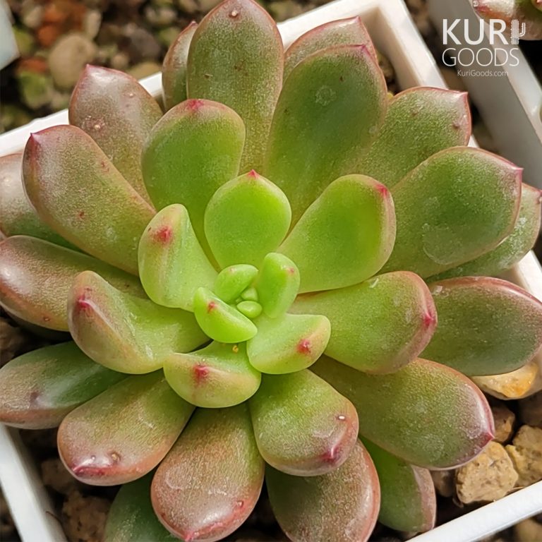 多肉仙人交易所