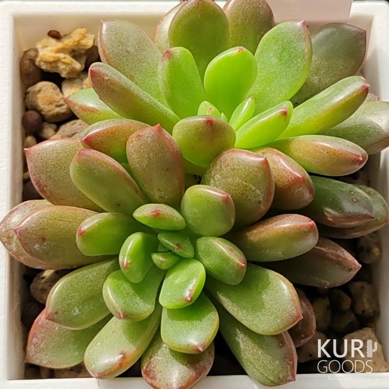 多肉仙人交易所