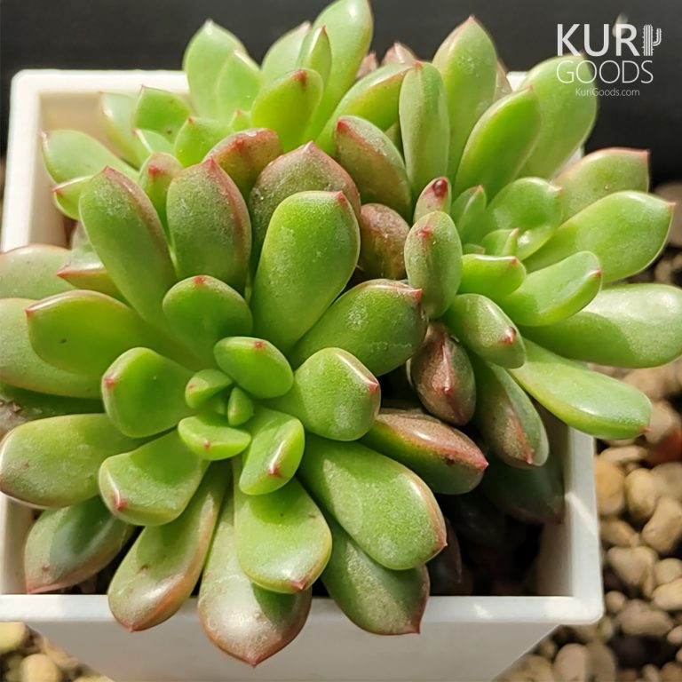 多肉仙人交易所