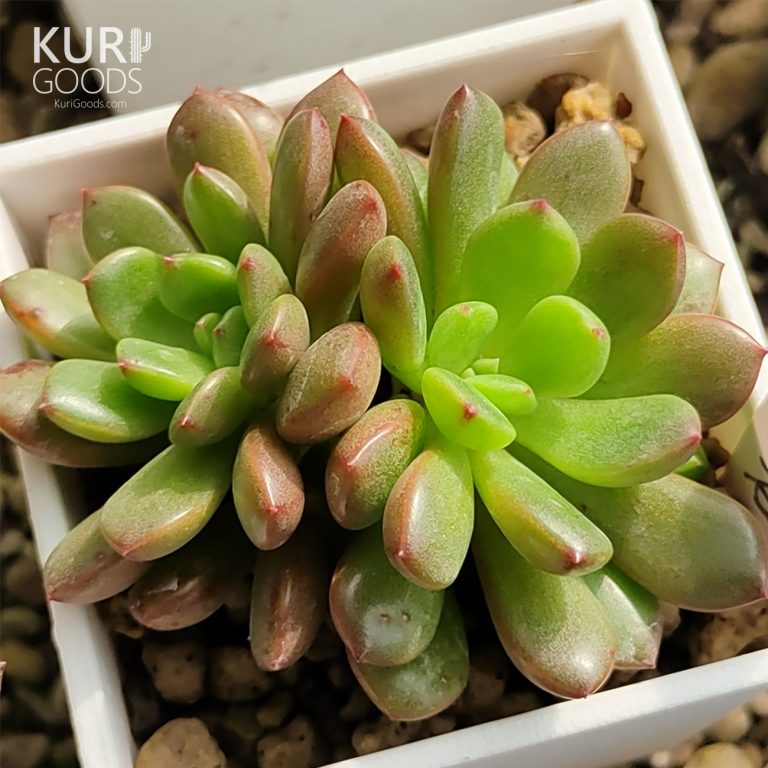 多肉仙人交易所