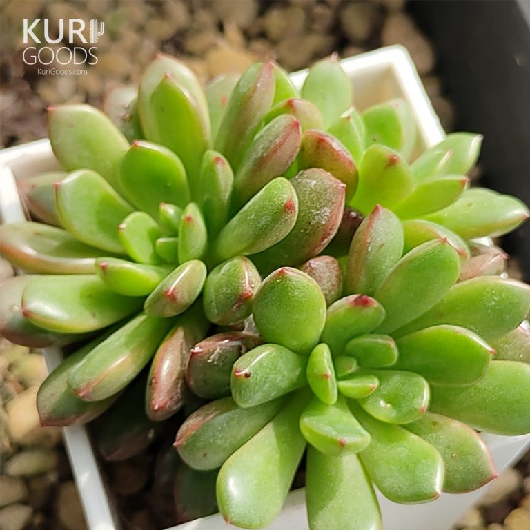 多肉仙人交易所