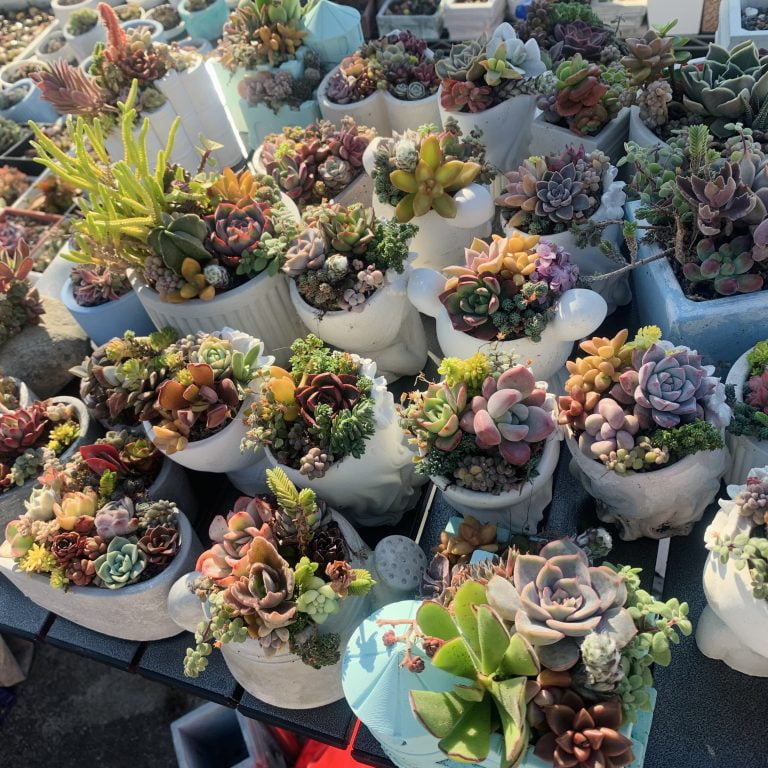 多肉仙人交易所