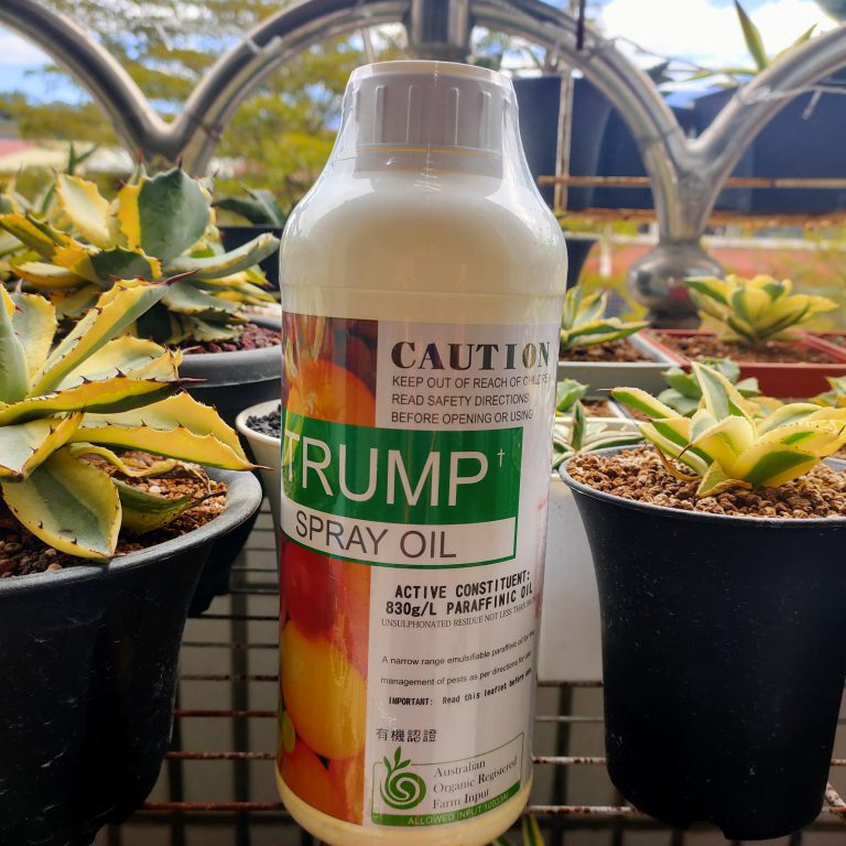 多肉仙人交易所