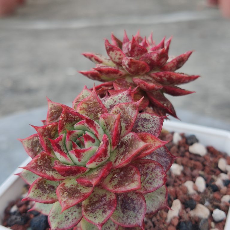 多肉仙人交易所