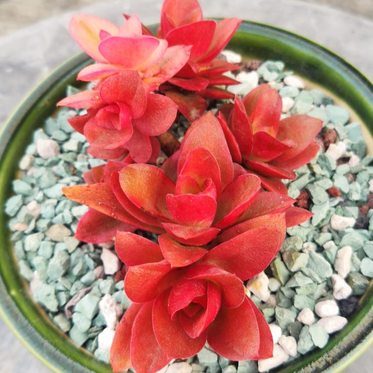 多肉仙人交易所