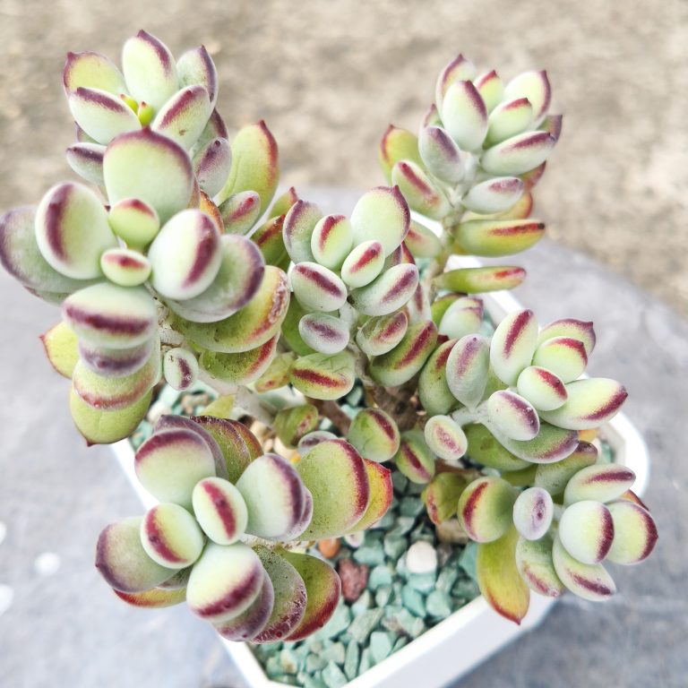 多肉仙人交易所