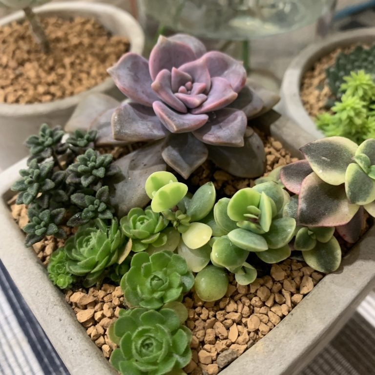 多肉仙人交易所