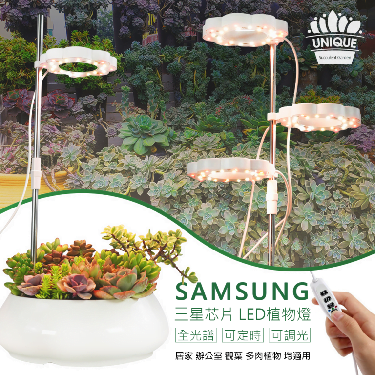 多肉仙人交易所