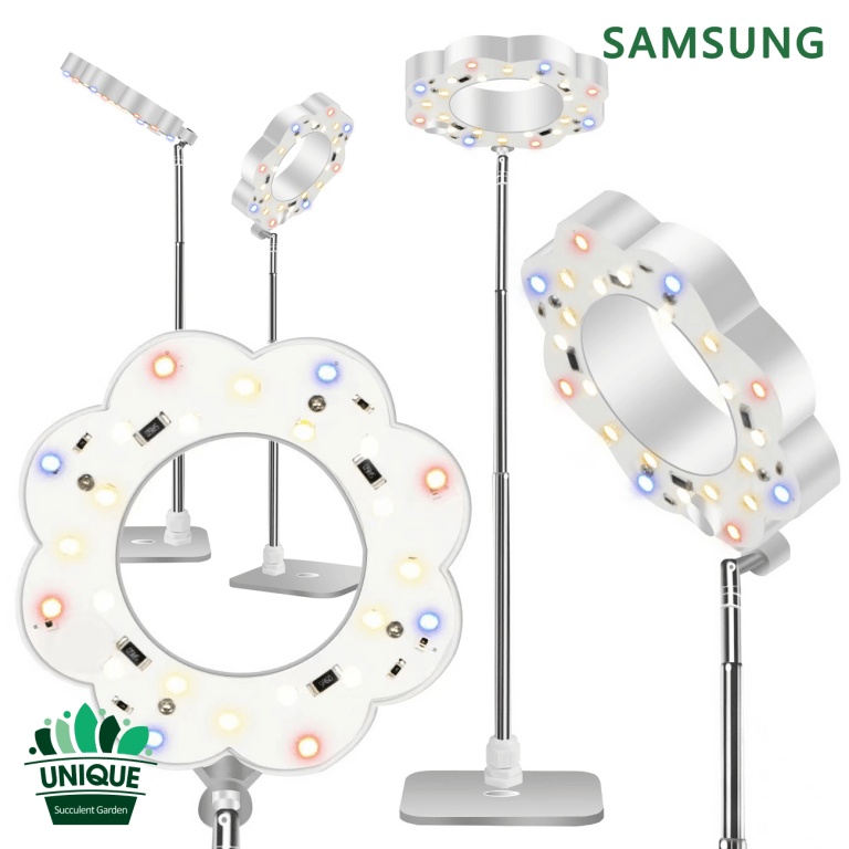 多肉仙人交易所