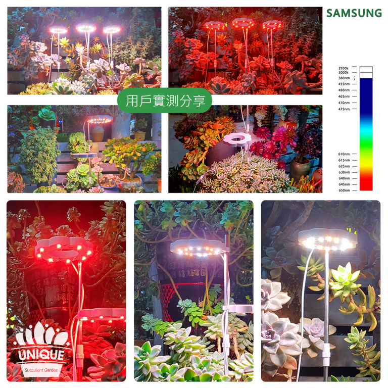 多肉仙人交易所