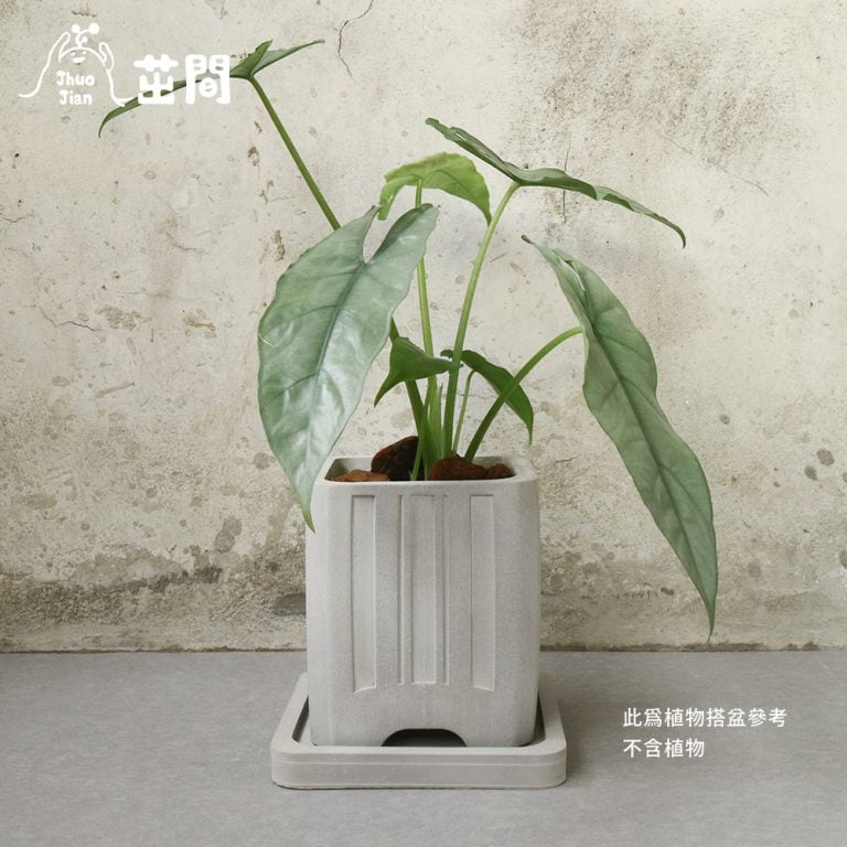 多肉仙人交易所