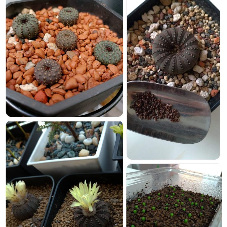 多肉仙人交易所