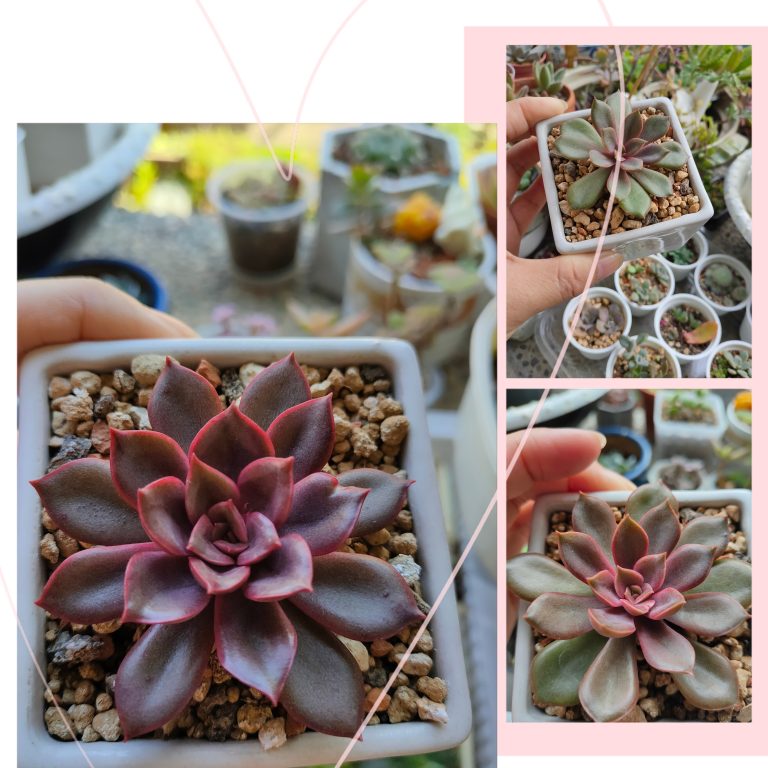 多肉仙人交易所