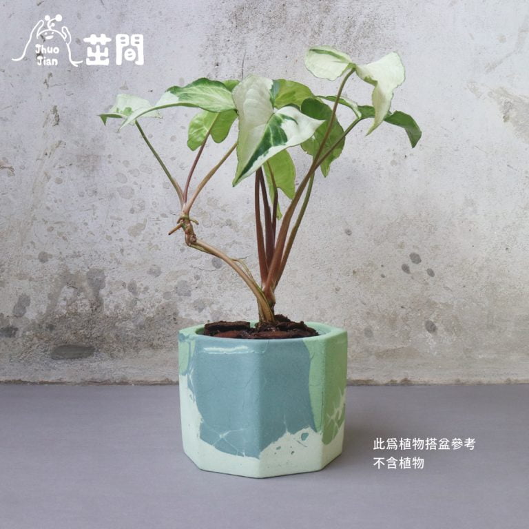 多肉仙人交易所