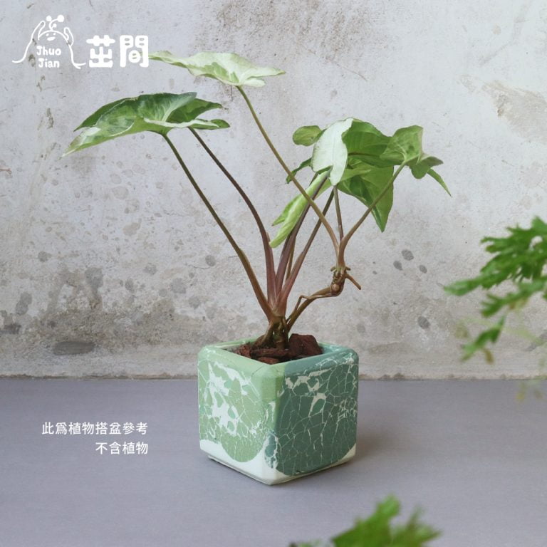 多肉仙人交易所