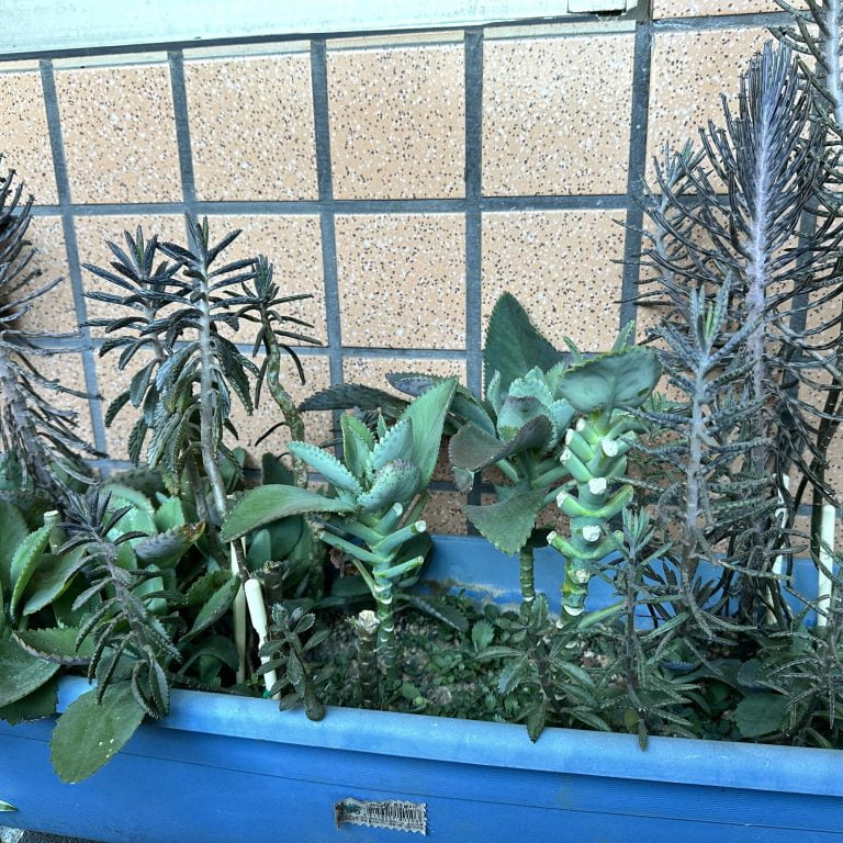 多肉仙人交易所