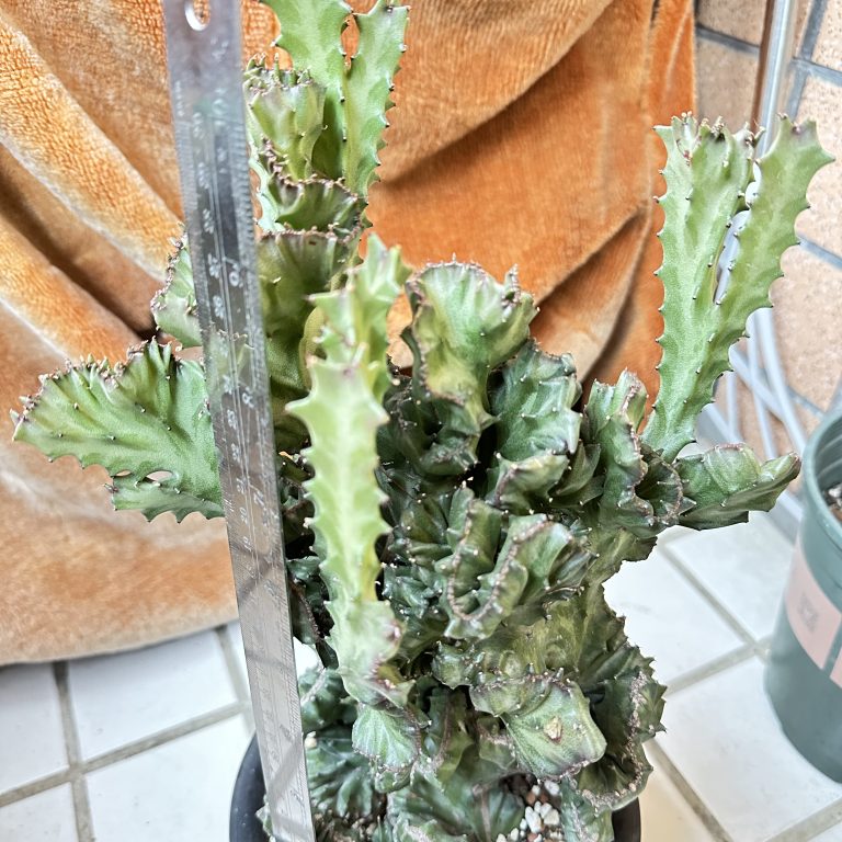 多肉仙人交易所