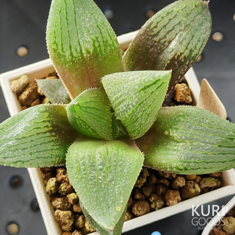 多肉仙人交易所