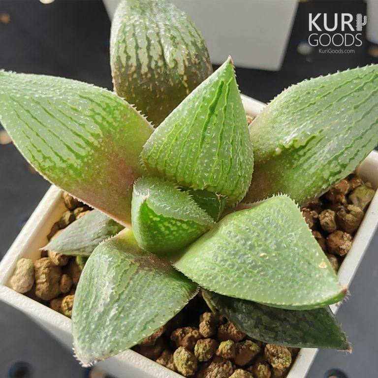 多肉仙人交易所